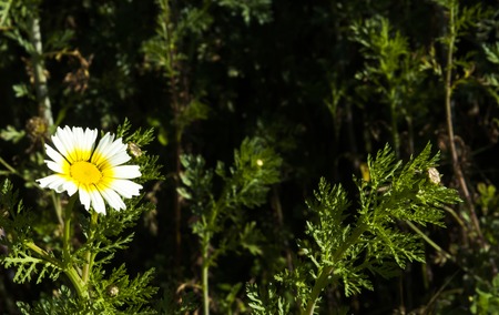 Field of wonderful daisy flowersの写真素材