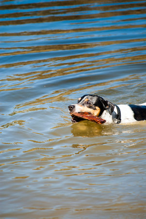 Dog in the water of a river