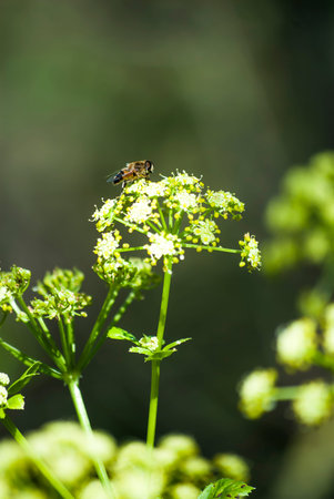 Flying bee on a flower