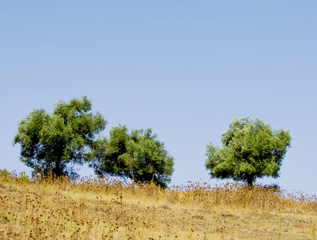 Landscape of a field in the mountains in summerの写真素材