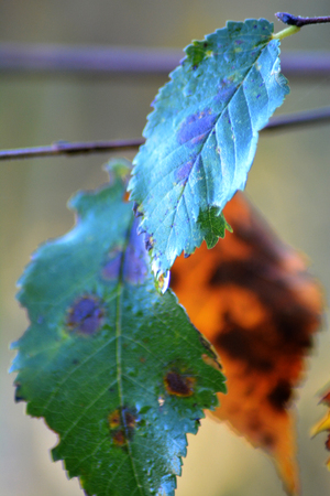 Colorful autumn leaves on a branch about to fallの写真素材