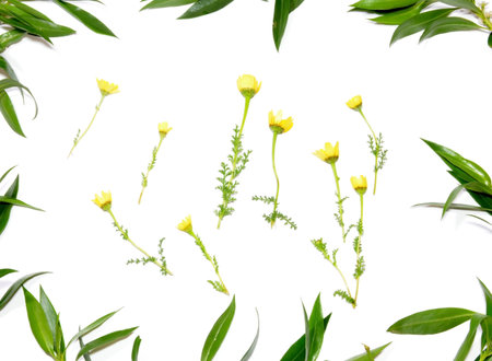 Wild flowers and wild leaves on white backgroundの写真素材