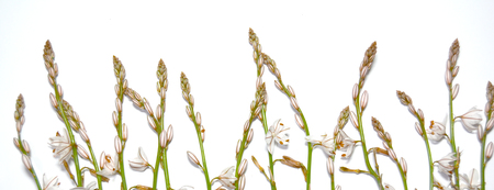 Wild flowers and wild leaves on white backgroundの写真素材