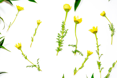 Wild flowers and wild leaves on white backgroundの写真素材