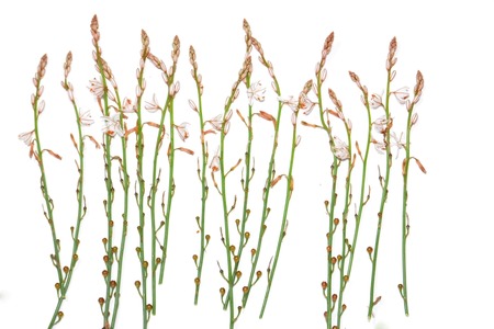 Wild flowers and wild leaves on white backgroundの写真素材