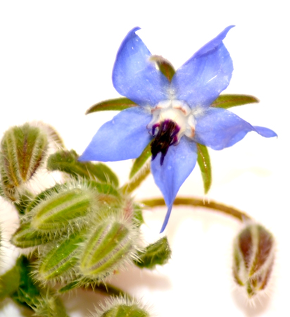 Wild flowers and wild leaves on white backgroundの写真素材