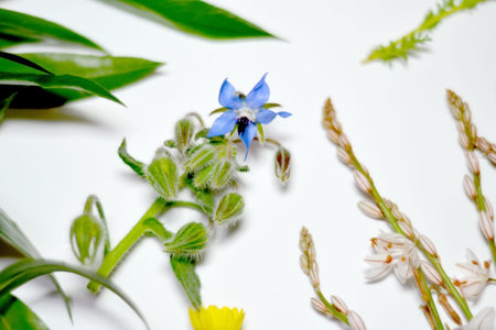 Wild flowers and wild leaves on white background
