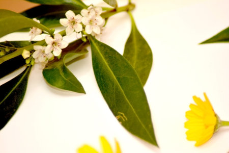 Wild flowers and wild leaves on white background