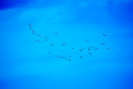 Flocks of birds over blue skyの写真素材
