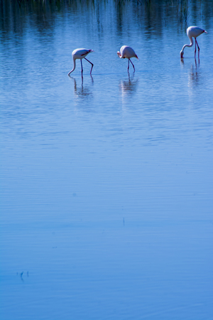 Beautiful landscape of a lagoon with flamingo birdsの写真素材