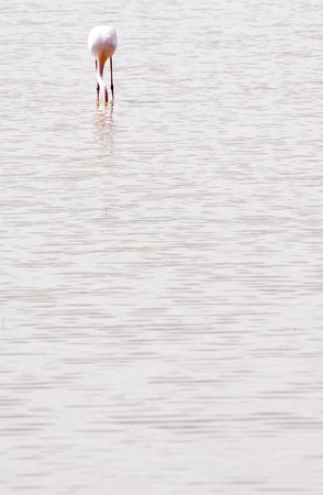 Beautiful landscape of a lagoon with flamingo birdsの写真素材