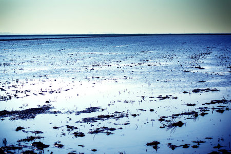 Landscape of marsh full of water at sunrise