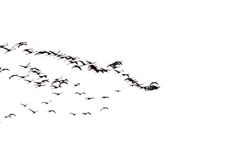 Flock of pink flamingo birds flying at sunriseの写真素材