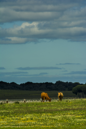 Countryside landscape on a day with cloudsの写真素材
