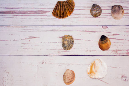 Collection of clam shells placed on a white wooden table