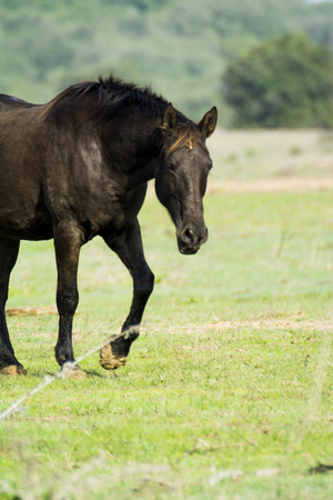 Lonely horse walking free and wild in the fieldの写真素材