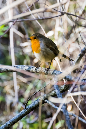 A bright Chiffchaff Phylloscopus collybita perched on a branchの写真素材