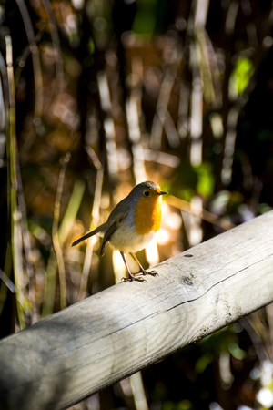 A bright Chiffchaff Phylloscopus collybita perched on a branchの写真素材