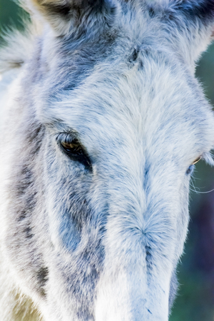 Donkey in the field on a sunny dayの写真素材