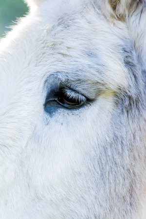 Donkey in the field on a sunny dayの写真素材