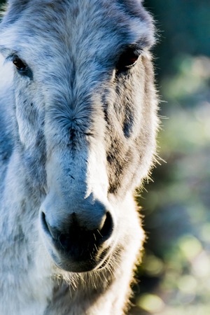 Donkey in the field on a sunny dayの写真素材