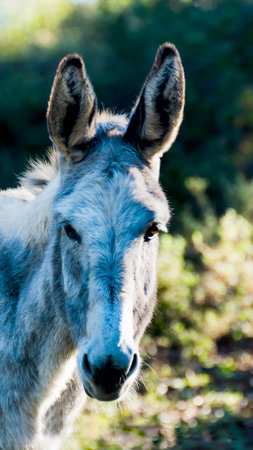 Donkey in the field on a sunny day