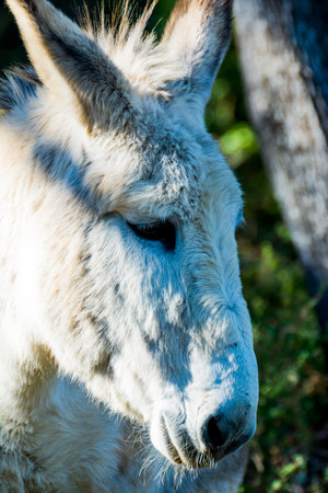 Donkey in the field on a sunny day