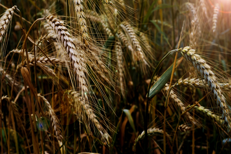 Wheat field on a sunny spring dayの写真素材