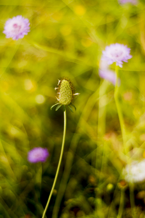 Flower with unfocused wheat field backgroundの写真素材