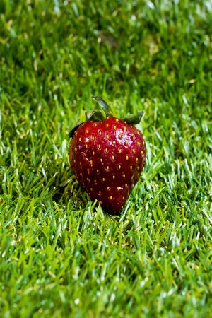 Red strawberries in a wooden plate on green grass with blue sky backgroundの写真素材
