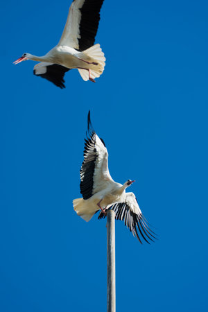 Storks on fight on a sunny winter day