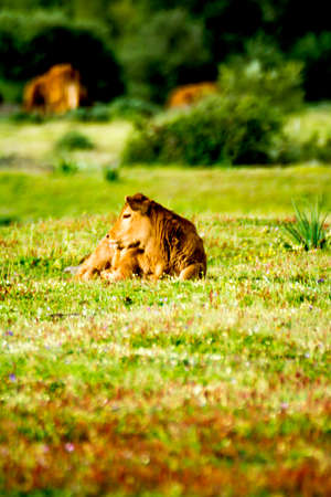Countryside landscape with beautiful calf in springの写真素材