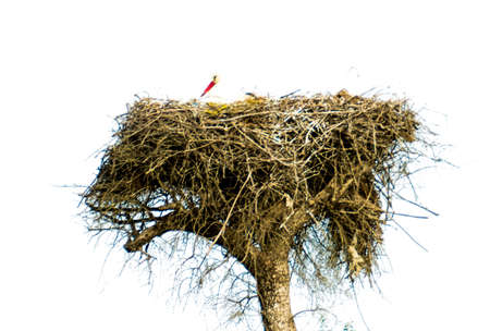 Stork in its nest on a bright spring morningの写真素材