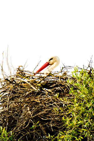 Stork in its nest on a bright spring morningの写真素材