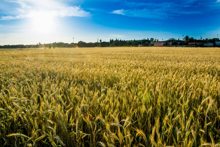 Wheat field at sunrise on a sunny spring day