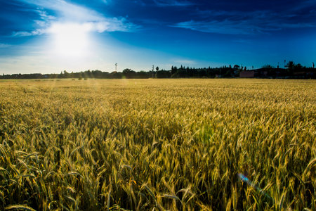 Wheat field at sunrise on a sunny spring day