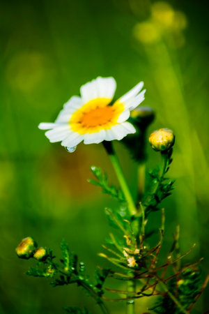 Baptism daisy flower with drop of water on a sunny spring dayの写真素材