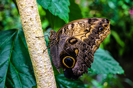 Butterfly in Coloradoの写真素材