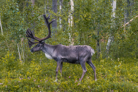 Reindeer in the northern Finlandの写真素材