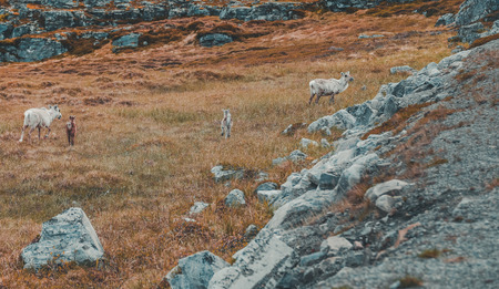 Norway, Young reindeers walking in the nature north of Hammerfest on a summer dayの写真素材
