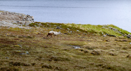 Norway, Young reindeers walking in the nature north of Hammerfest on a summer dayの写真素材