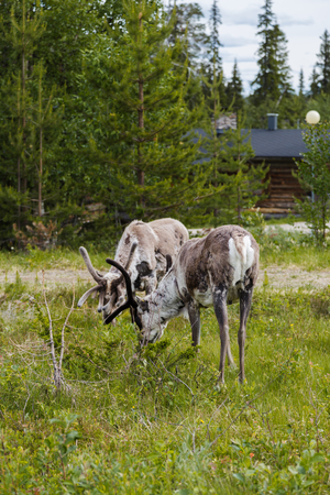 Luosto Lapland, reindeers eating near cottage on a summer dayの写真素材