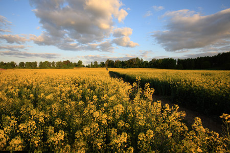 Field of cole