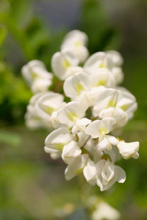 Young white flowersの写真素材