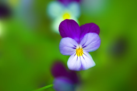 Viola tricolor maxima