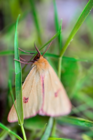 Moth in the grassの写真素材
