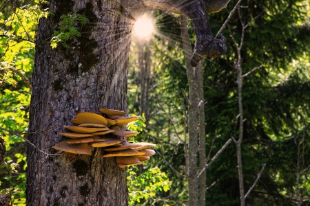 Fungus on treeの写真素材