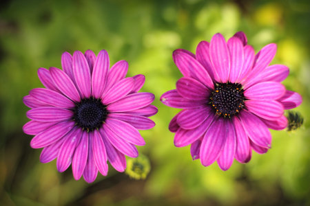 Pink flower on a garden