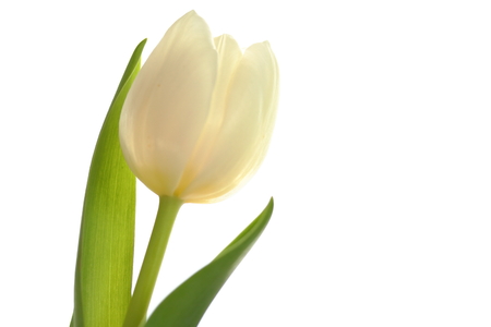 white tulipsの写真素材