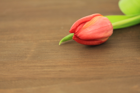 Red tulipの写真素材